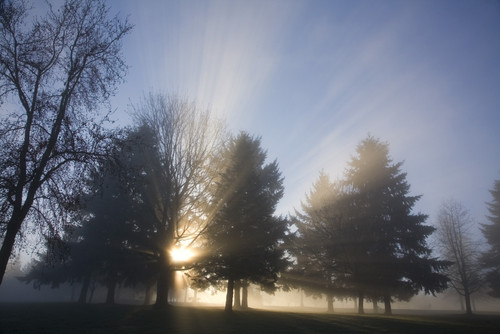 Sunray Through Trees And Fog PosterPrint - Item # VARDPI1835943