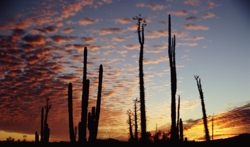 Cardon Cacti At Sunset PosterPrint - Item # VARDPI1885540