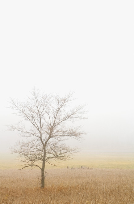 Lone Tree In A Wheat Field PosterPrint - Item # VARDPI1821726