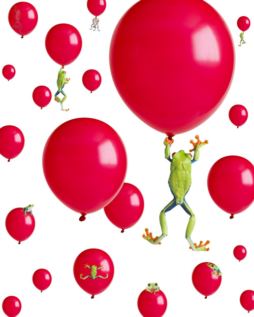 Red-Eyed Treefrogs Floating On Red Balloons PosterPrint - Item # VARDPI1820121