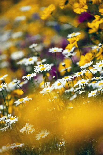 Group Of Daisies PosterPrint - Item # VARDPI1790764