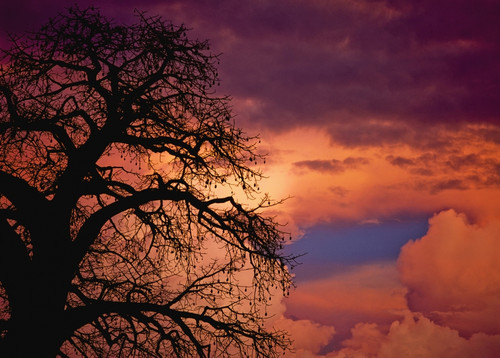 Silhouette Of Baobab Tree At Dusk PosterPrint