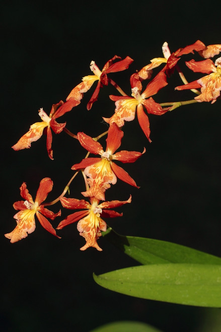 Close-Up Of Bright Orange Orchids PosterPrint - Item # VARDPI1991306