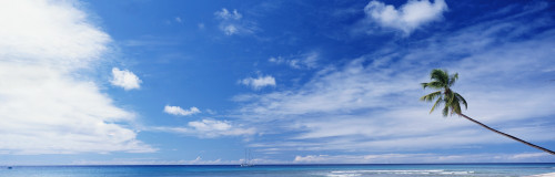 Palm Tree On Beach PosterPrint - Item # VARDPI1879041