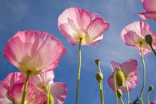 Shirley Poppies PosterPrint - Item # VARDPI1835879