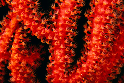 Polyp detail of gorgonian coral PosterPrint - Item # VARDPI2087199