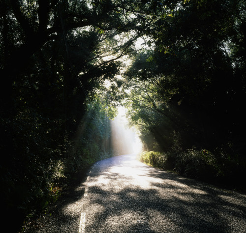 Treelined Road PosterPrint - Item # VARDPI1806156