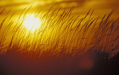 Tall Grass Backlit By Sunset Sc Ak Autumn Silhouette PosterPrint - Item # VARDPI2094259