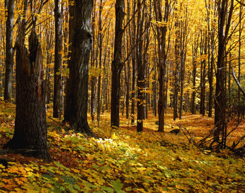 Autumn Forest PosterPrint - Item # VARDPI1800265