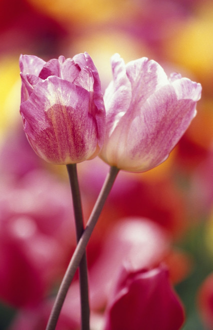 Close-Up Of Tulips PosterPrint - Item # VARDPI1788356