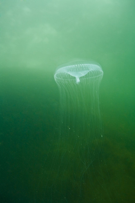 Aequoria Jellyfish (Scyphozoa) PosterPrint - Item # VARDPI1826944