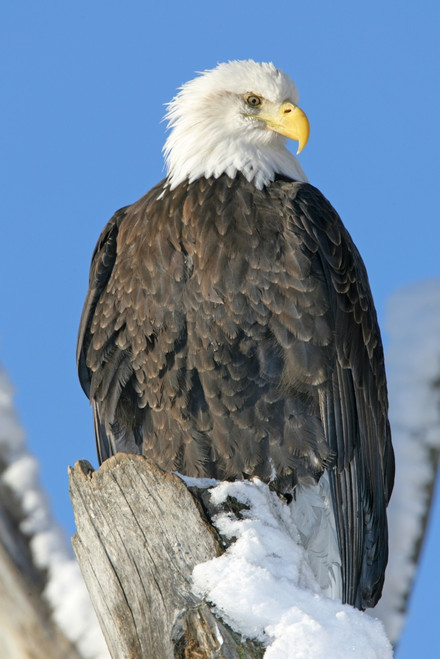 Bald Eagle (Haliaeetus Leucocephalus) In Winter PosterPrint - Item # VARDPI2029590