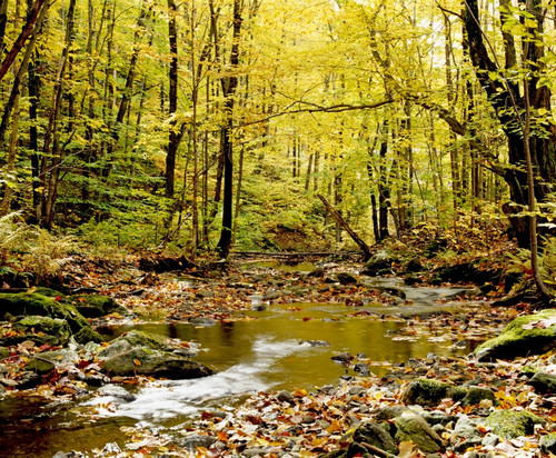 Forest With Creek Flowing Through It PosterPrint - Item # VARDPI1802579