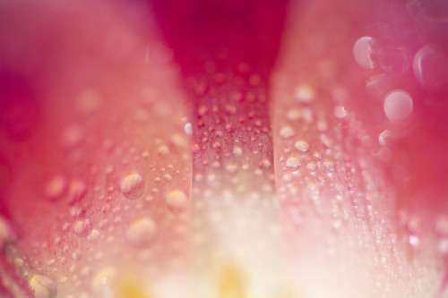 Close Up Of Dew On Tulip Petal PosterPrint - Item # VARDPI1831935