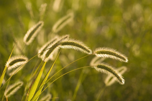 Wild Grass PosterPrint