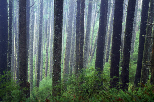 Trees In Fog PosterPrint - Item # VARDPI1788370