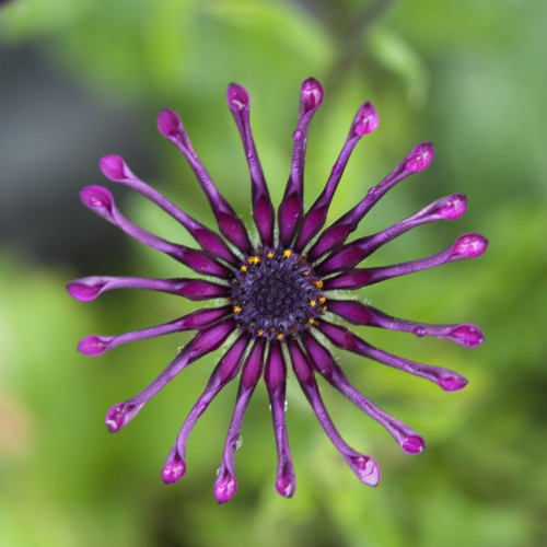 Purple Flower In Bloom PosterPrint - Item # VARDPI1864806
