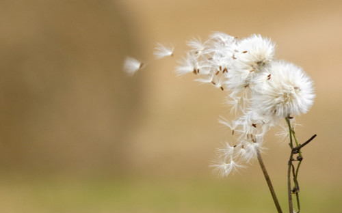 Dandelion Fluff PosterPrint - Item # VARDPI1835449