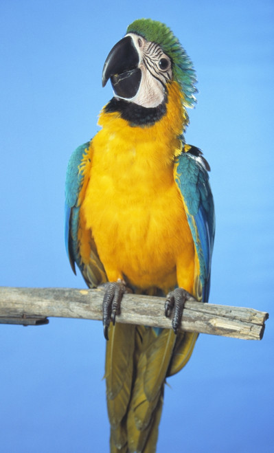 Blue-And-Gold Macaw PosterPrint - Item # VARDPI1788805