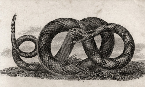Banded Rattlesnake Crotalus Horridus From A 17Th Century Print PosterPrint - Item # VARDPI1862200