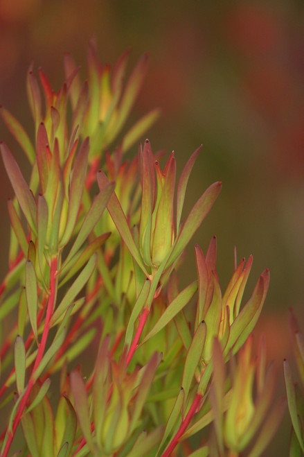 Bush Of Red And Yellow Leaves PosterPrint