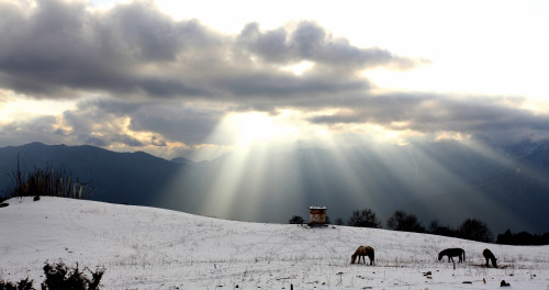 Horses Grazing In Field In Himalayas At Sunset PosterPrint - Item # VARDPI1879545