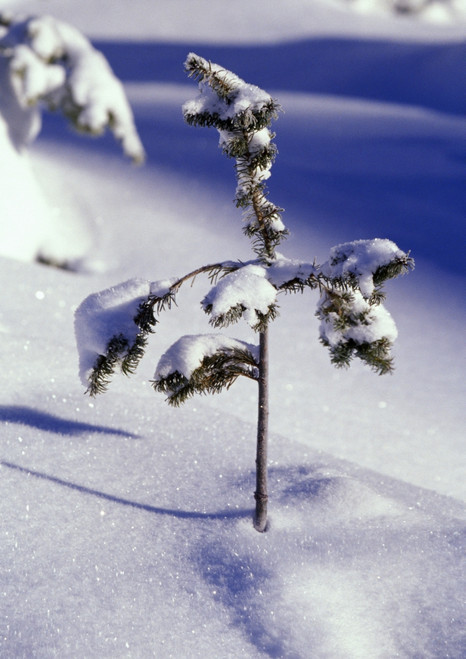 Heavy Snow On Young Pine Tree PosterPrint - Item # VARDPI1788414