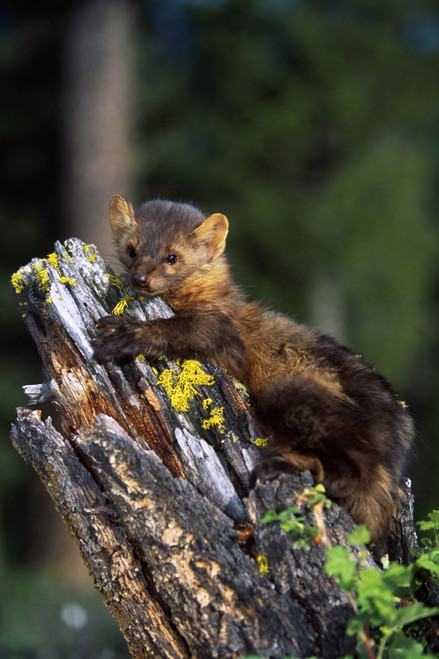 Marten (Martes Americana) On Mossy Tree Stump PosterPrint - Item # VARDPI1787783