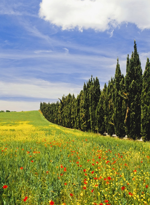 Poppies And Wild Flowers In Wheat Field Beside Line Of Cypress Trees PosterPrint - Item # VARDPI1887662