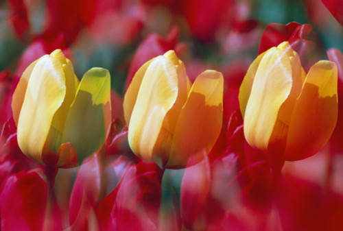 Yellow And Red Tulip Blooms PosterPrint - Item # VARDPI1783870
