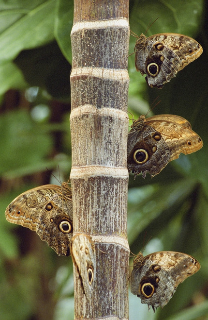 Butterflies PosterPrint - Item # VARDPI1783553