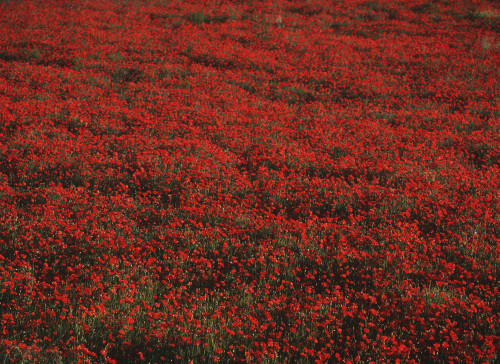 Field Of Red Poppies PosterPrint - Item # VARDPI1916416