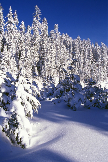 Snow-Covered Pine Trees On Mount Hood PosterPrint - Item # VARDPI1783832