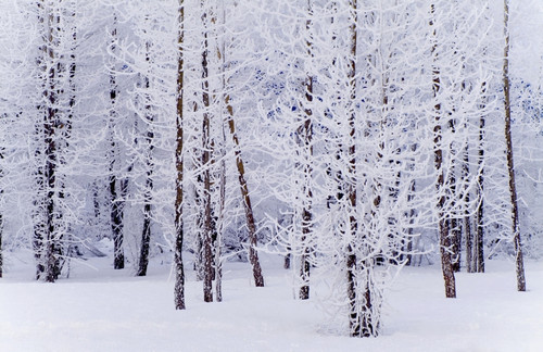 Frost Covered Cottonwood Trees Near Portage Ak Sc Winter Digital Filter PosterPrint - Item # VARDPI2094204
