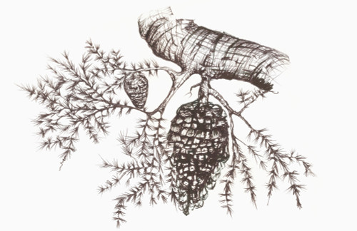 Sketch of a pine cone hanging from a tree branch PosterPrint - Item # VARDPI12288541
