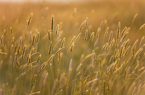 Grass PosterPrint