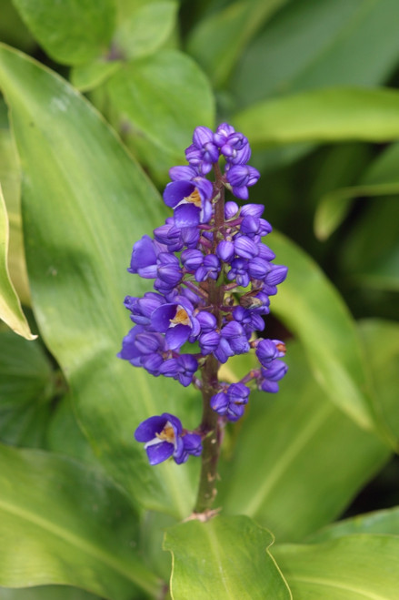 Close-Up Of Purple Cluster Of Flowers PosterPrint - Item # VARDPI1991256