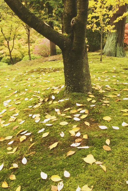Autumn Leaves PosterPrint - Item # VARDPI1860995