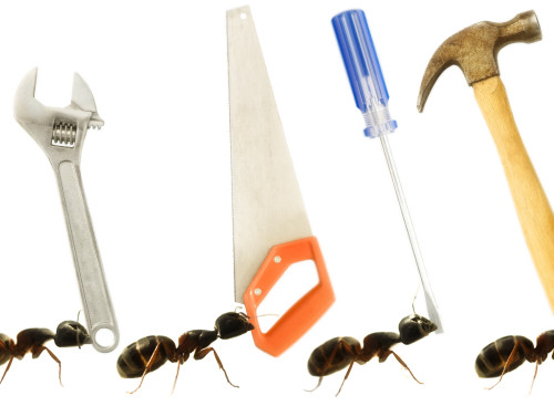Carpenter Ants (Camponotus Pennsylvanicus) PosterPrint - Item # VARDPI1831657