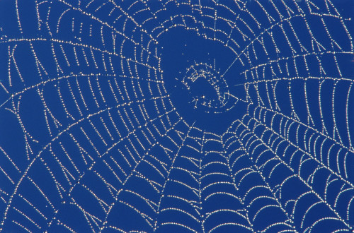 Spider Web PosterPrint