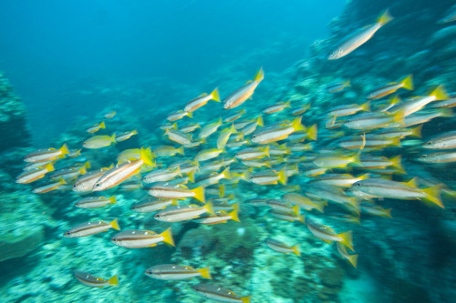 Schooling Bigeye Snappers PosterPrint - Item # VARDPI1834606