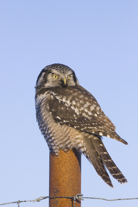 Hawk Owl Is Perched On A Fence Post Near Portage In Southcentral Alaska During Winter PosterPrint - Item # VARDPI2094070