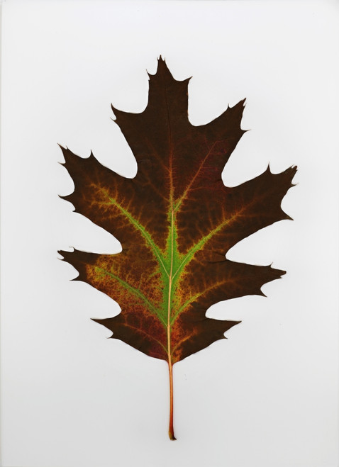 Leaf PosterPrint - Item # VARDPI1797078