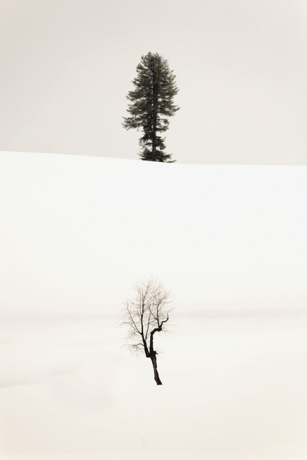 Trees In The Snow PosterPrint