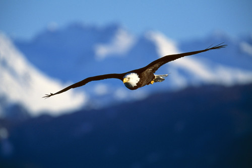 Bald Eagle (Haliaeetus Leucocephalus) PosterPrint - Item # VARDPI1784735