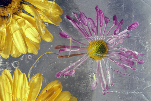 Flower Blossoms Under Ice PosterPrint - Item # VARDPI1790758