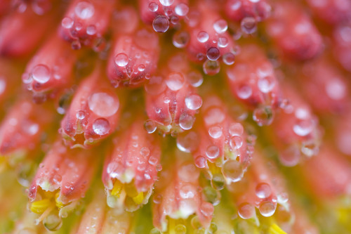 Closeup Of Flower Stamen PosterPrint - Item # VARDPI1831972