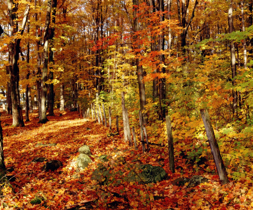 Autumn Trees PosterPrint - Item # VARDPI1802571