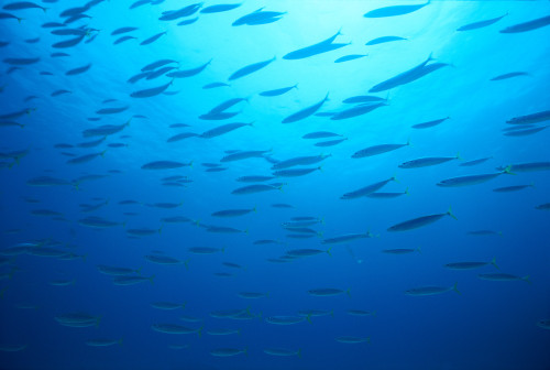 Hawaiian Reef Fish Silhouetted At Surface With Sunburst B1939 PosterPrint - Item # VARDPI1999200