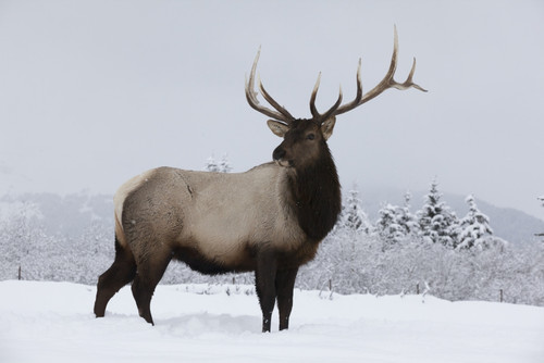 An elk (Cervus canadensis) standing in a field of snow with frozen trees in the background PosterPrint